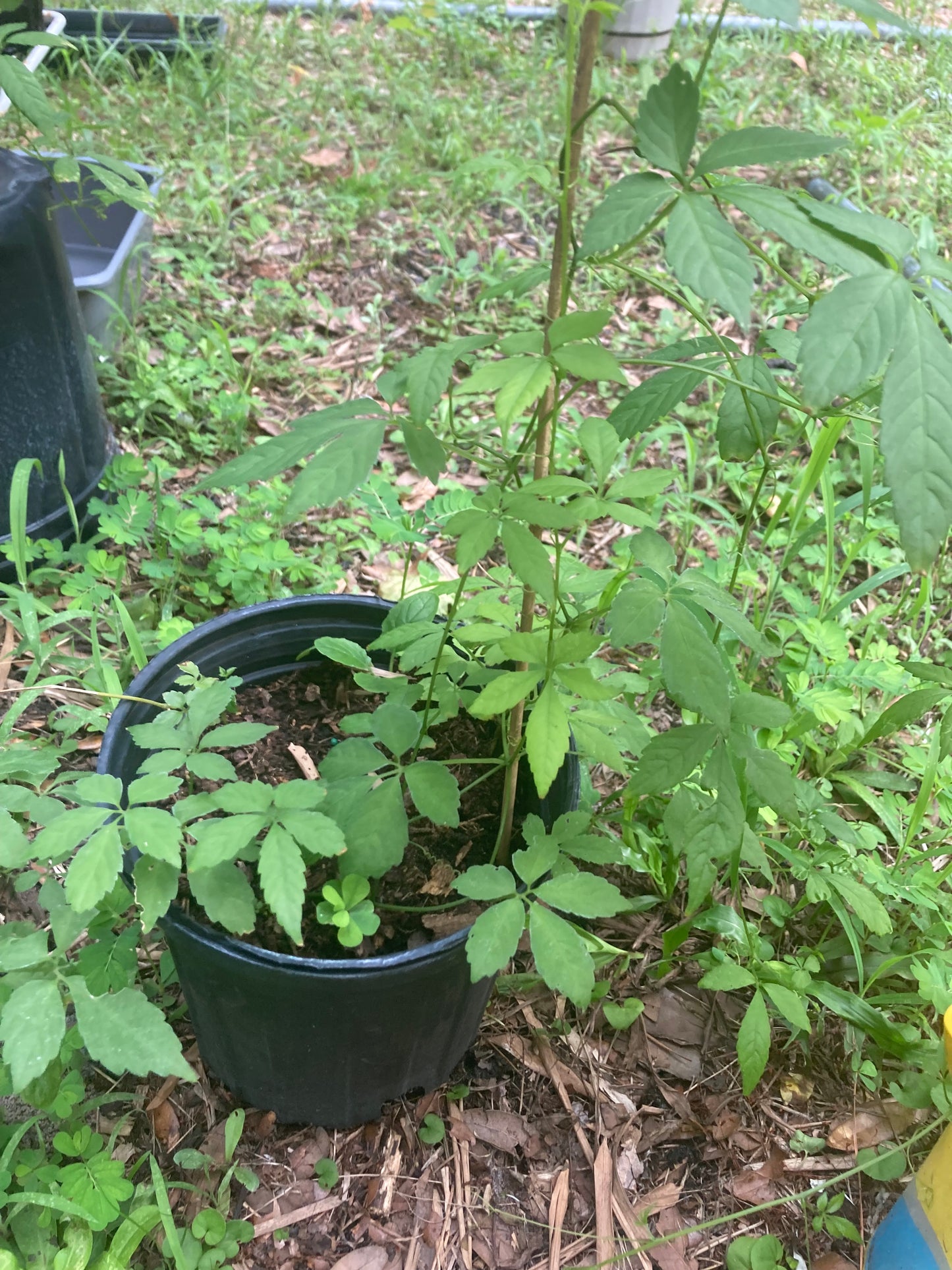 Jiaogulan rooted cuttings x10 “vine of immortality” Great Adaptogen!
