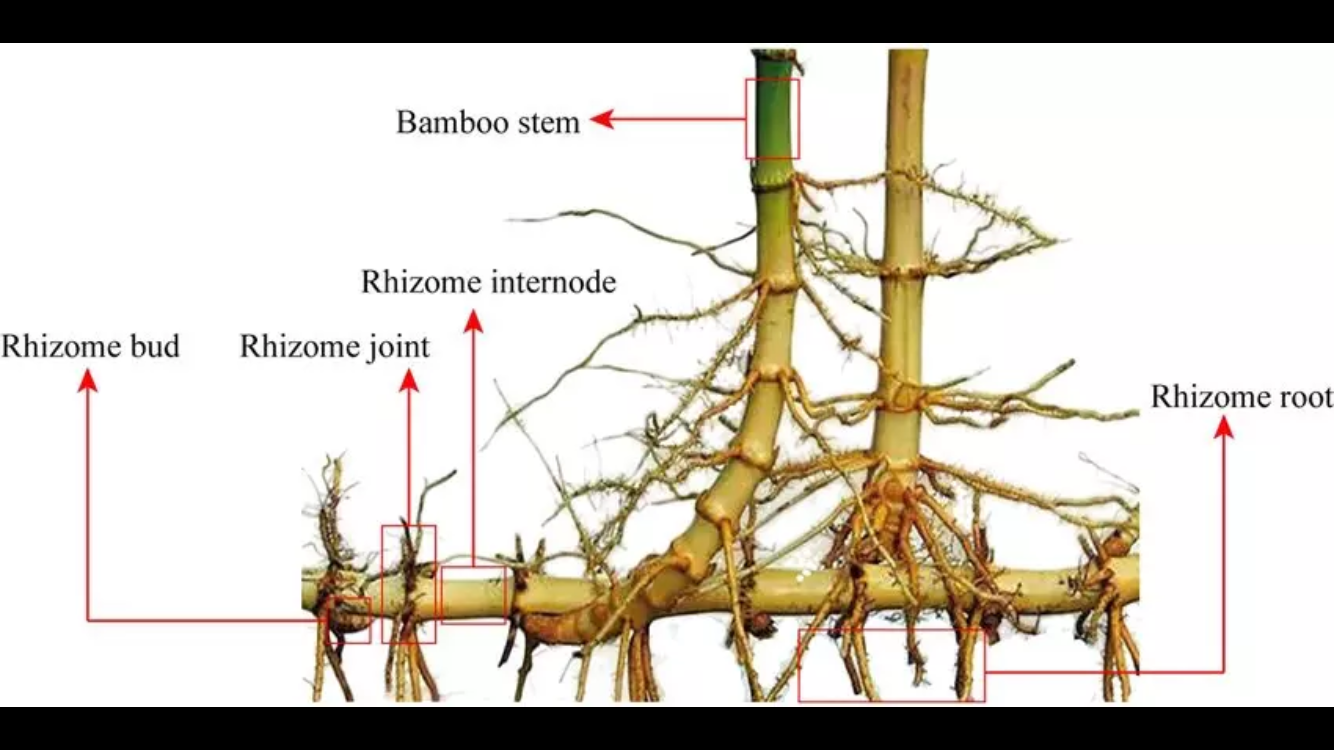 Live Phyllostachys vivax rhizomes x6 FREE SHIPPING (Chinese timber bamboo)