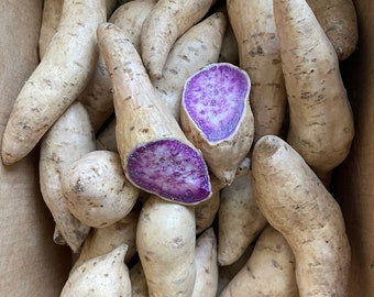 Pre-rooted Okinawan Sweet Potato Slips X10 + tubers