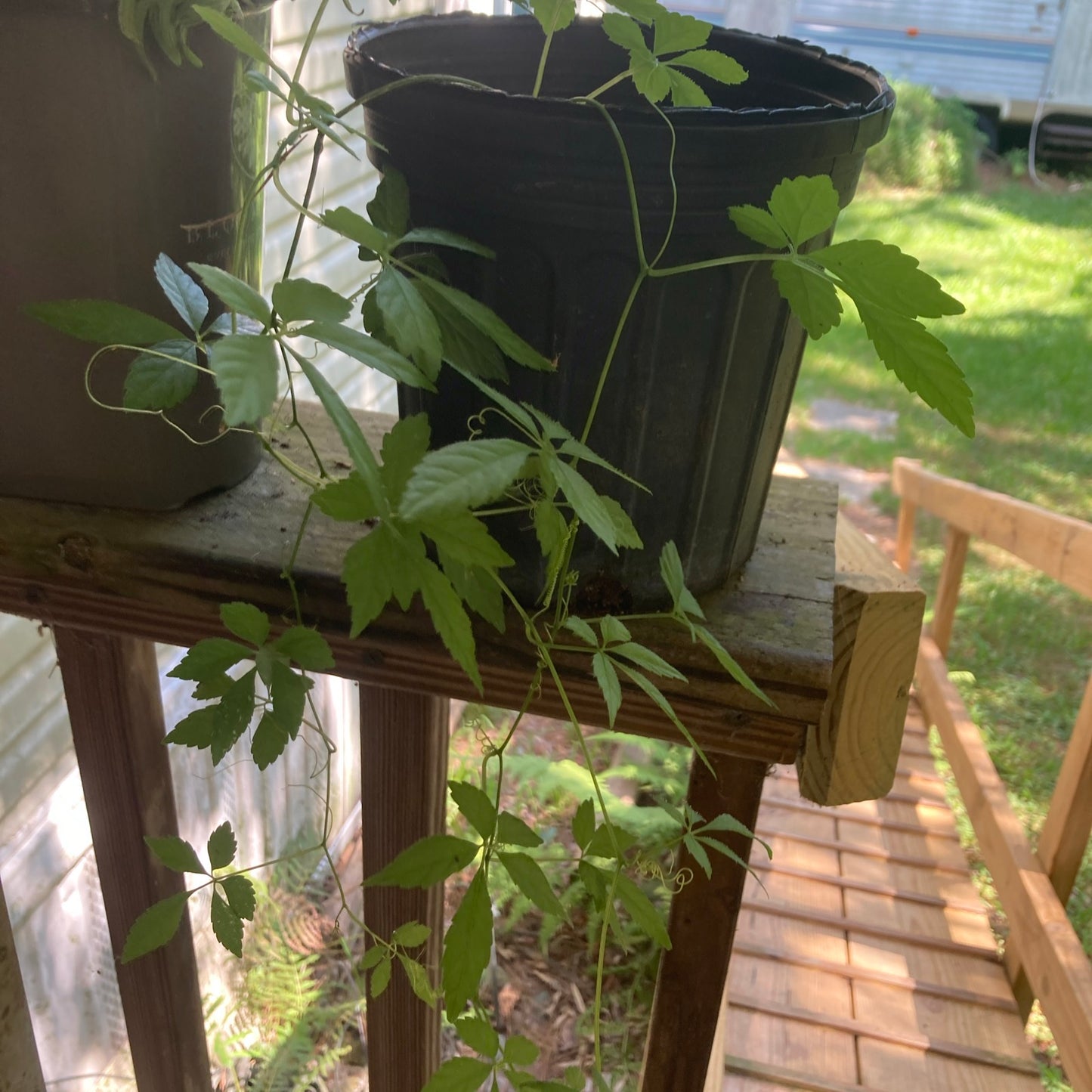Jiaogulan rooted cuttings x10 “vine of immortality” Great Adaptogen!