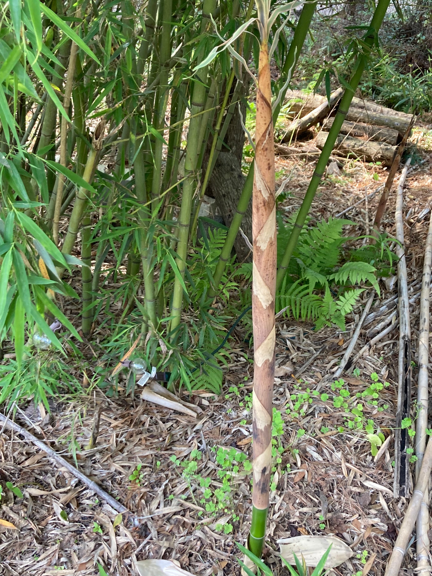 Live Phyllostachys vivax rhizomes x6 FREE SHIPPING (Chinese timber bamboo)