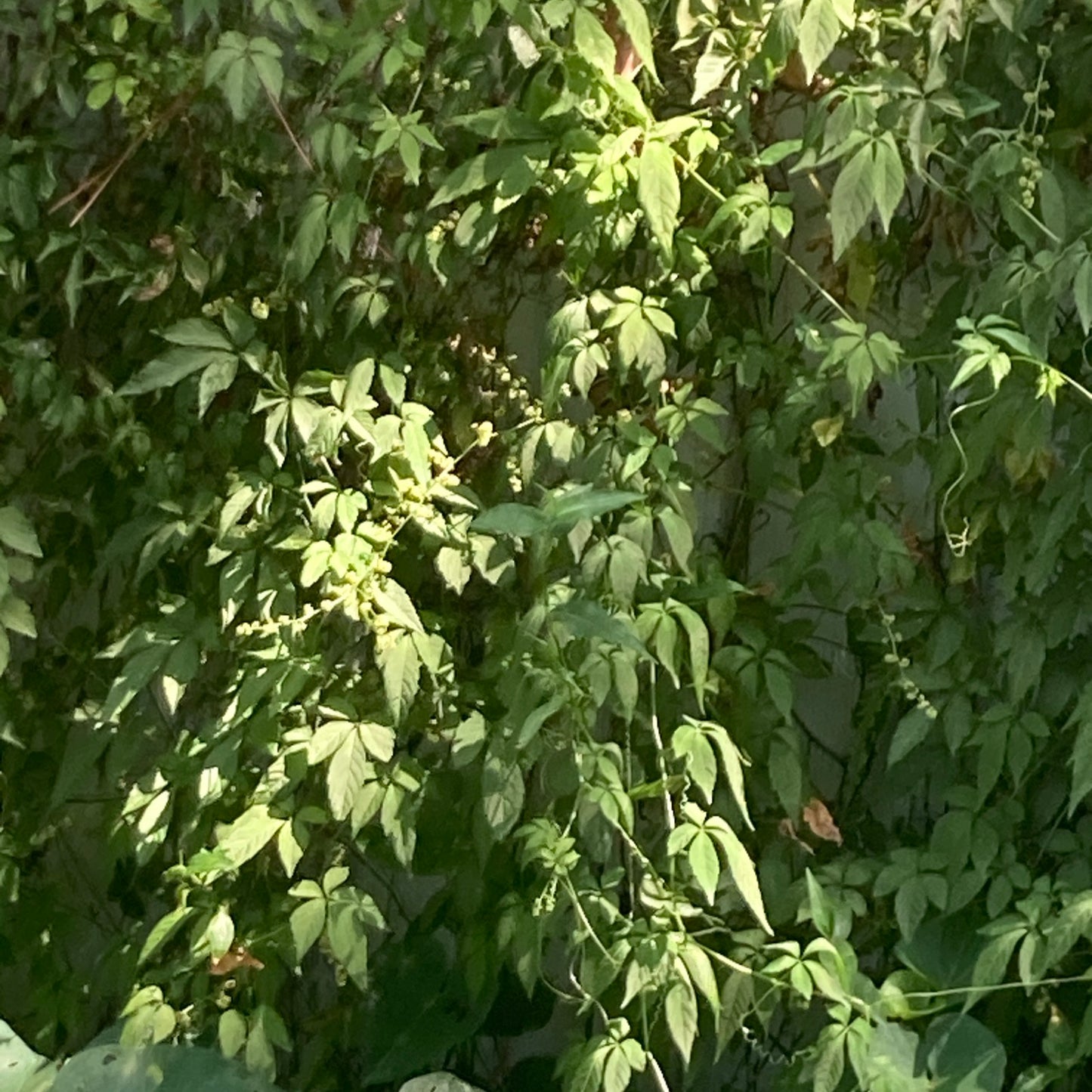 Jiaogulan rooted cuttings x10 “vine of immortality” Great Adaptogen!