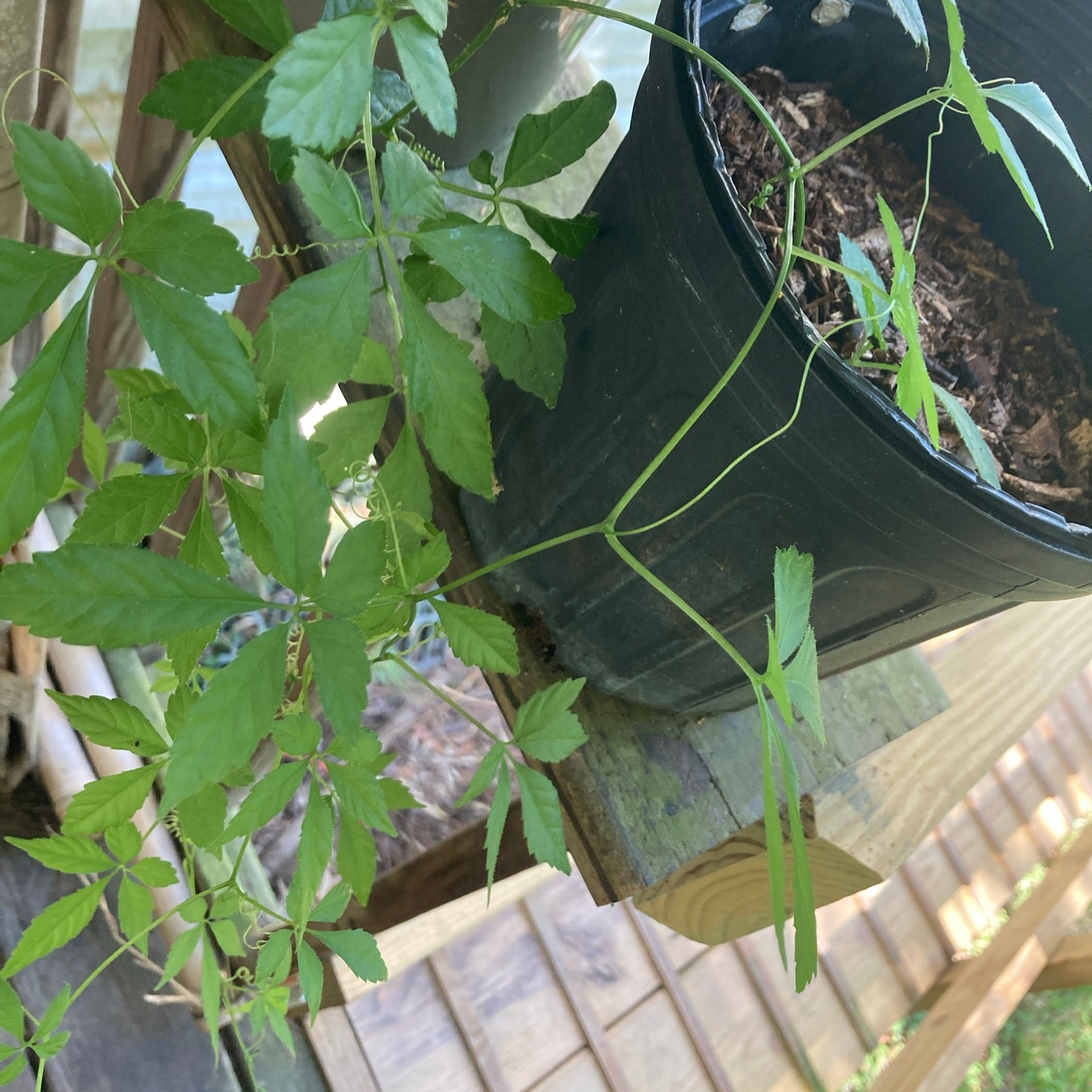 Jiaogulan rooted cuttings x10 “vine of immortality” Great Adaptogen!