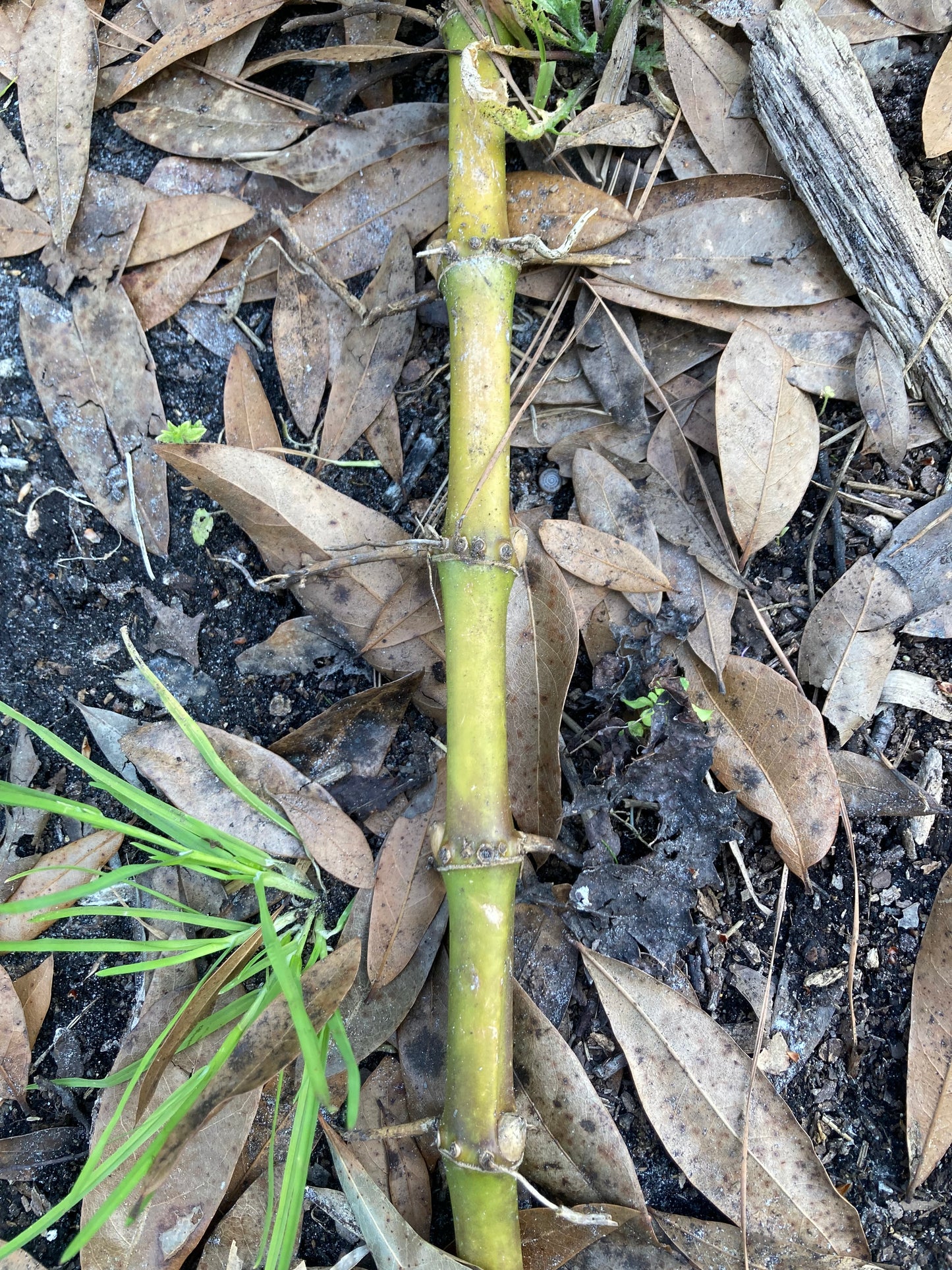 Live Phyllostachys vivax rhizomes x6 FREE SHIPPING (Chinese timber bamboo)
