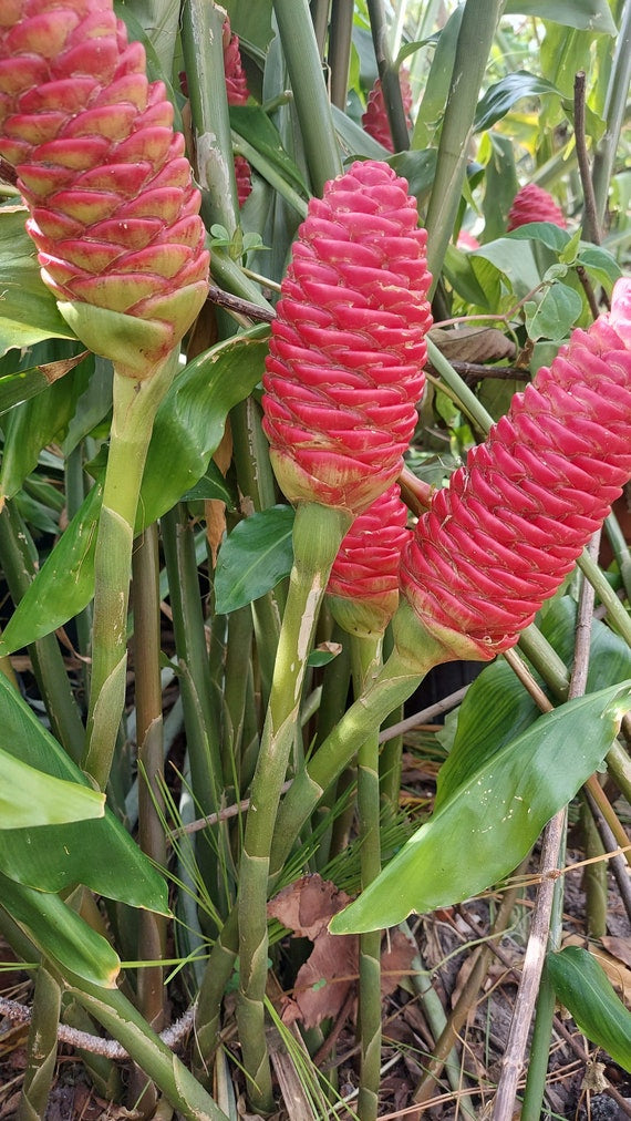 Shampoo Ginger Starter Kit for MASS Propagation! X25 with Instructions & Noots