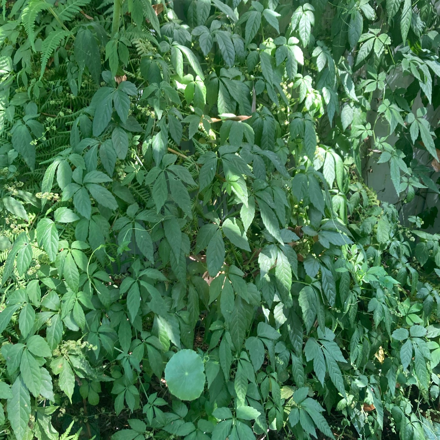 Jiaogulan rooted cuttings x10 “vine of immortality” Great Adaptogen!