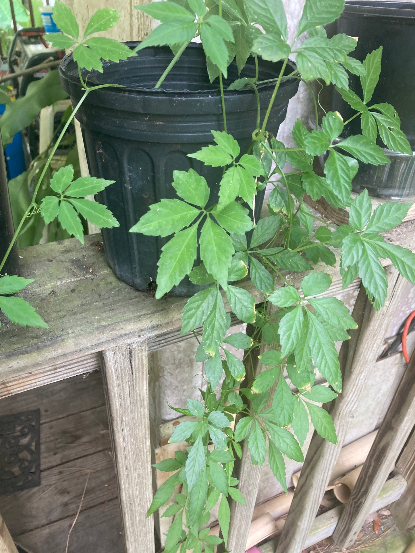 Jiaogulan rooted cuttings x10 “vine of immortality” Great Adaptogen!