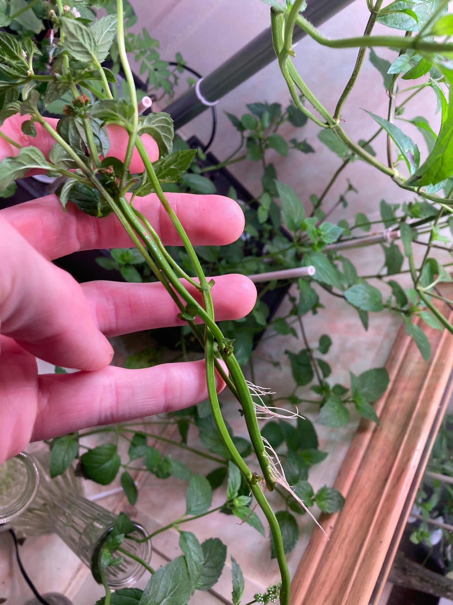 🌿 x6 Peppermint Rooted Slips – BONUS Free Seeds & Extras! – Stomach & gut health