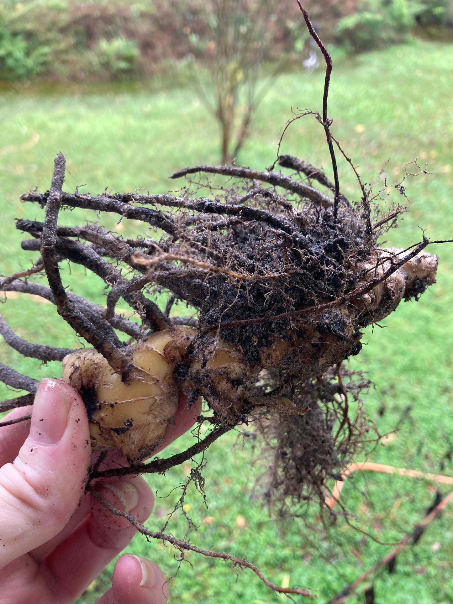 Shampoo Ginger Starter Kit for MASS Propagation! X25 with Instructions & Noots