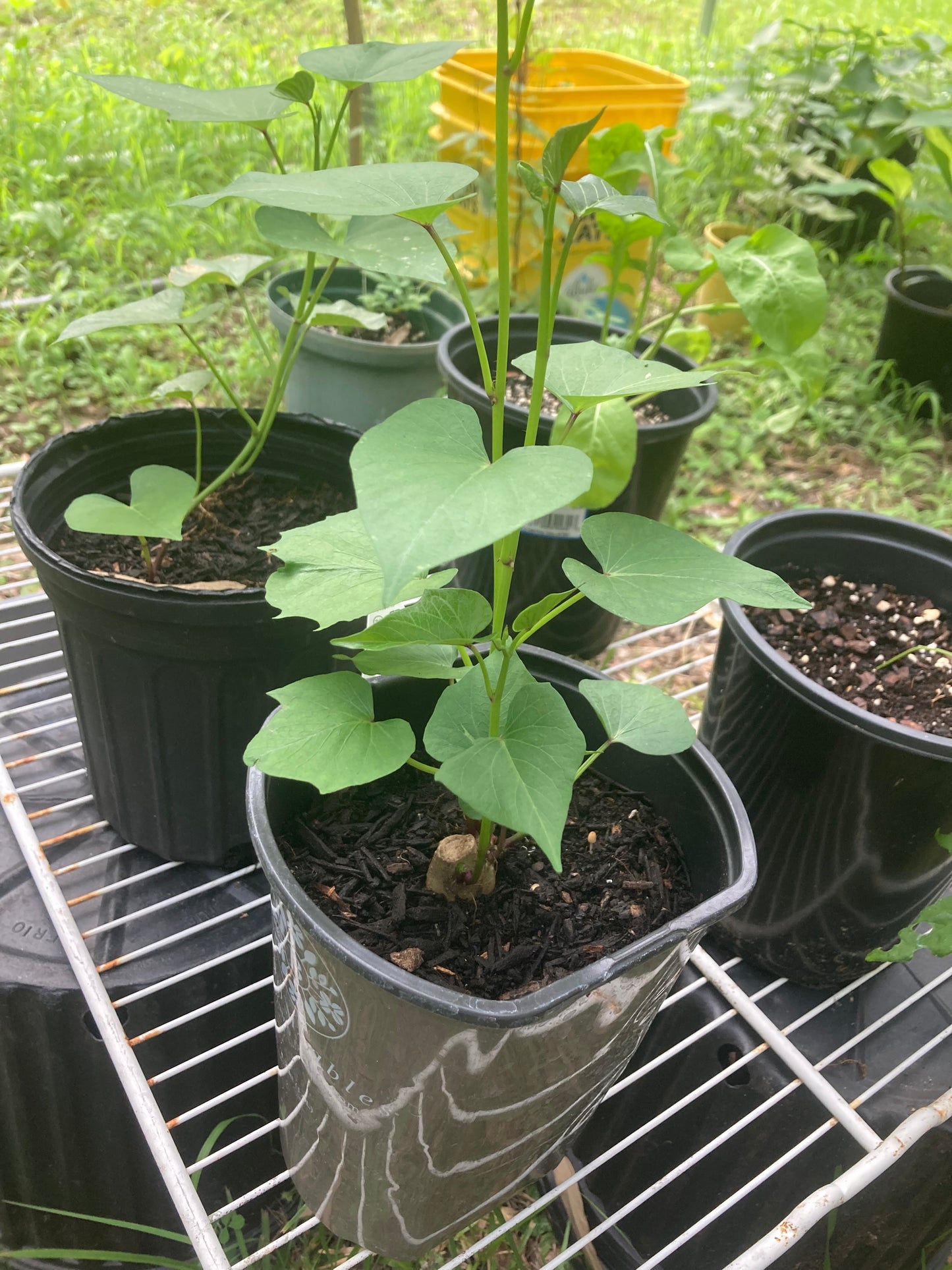 Pre-rooted Okinawan Sweet Potato Slips X10 + tubers