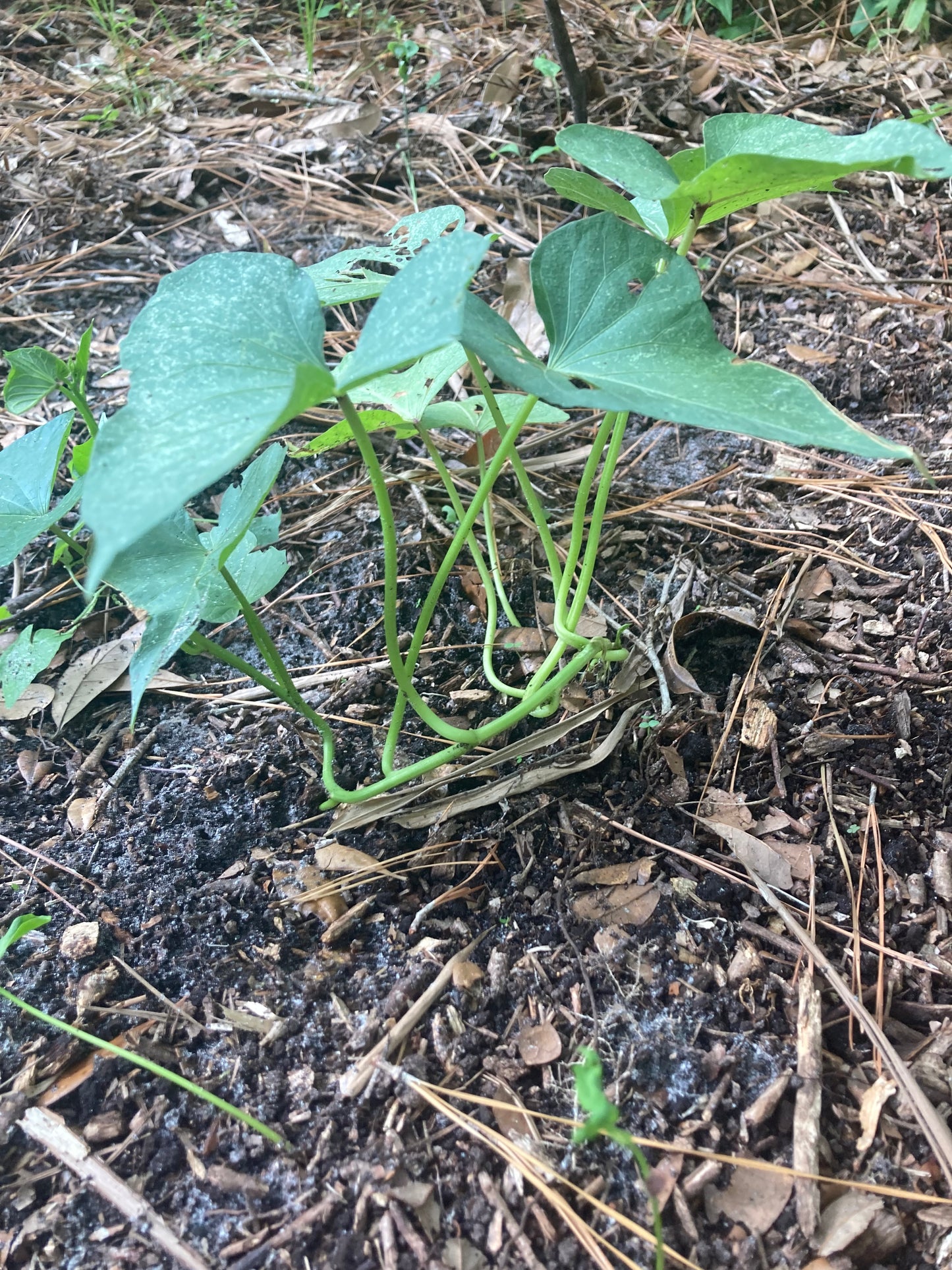 Pre-rooted Okinawan Sweet Potato Slips X10 + tubers