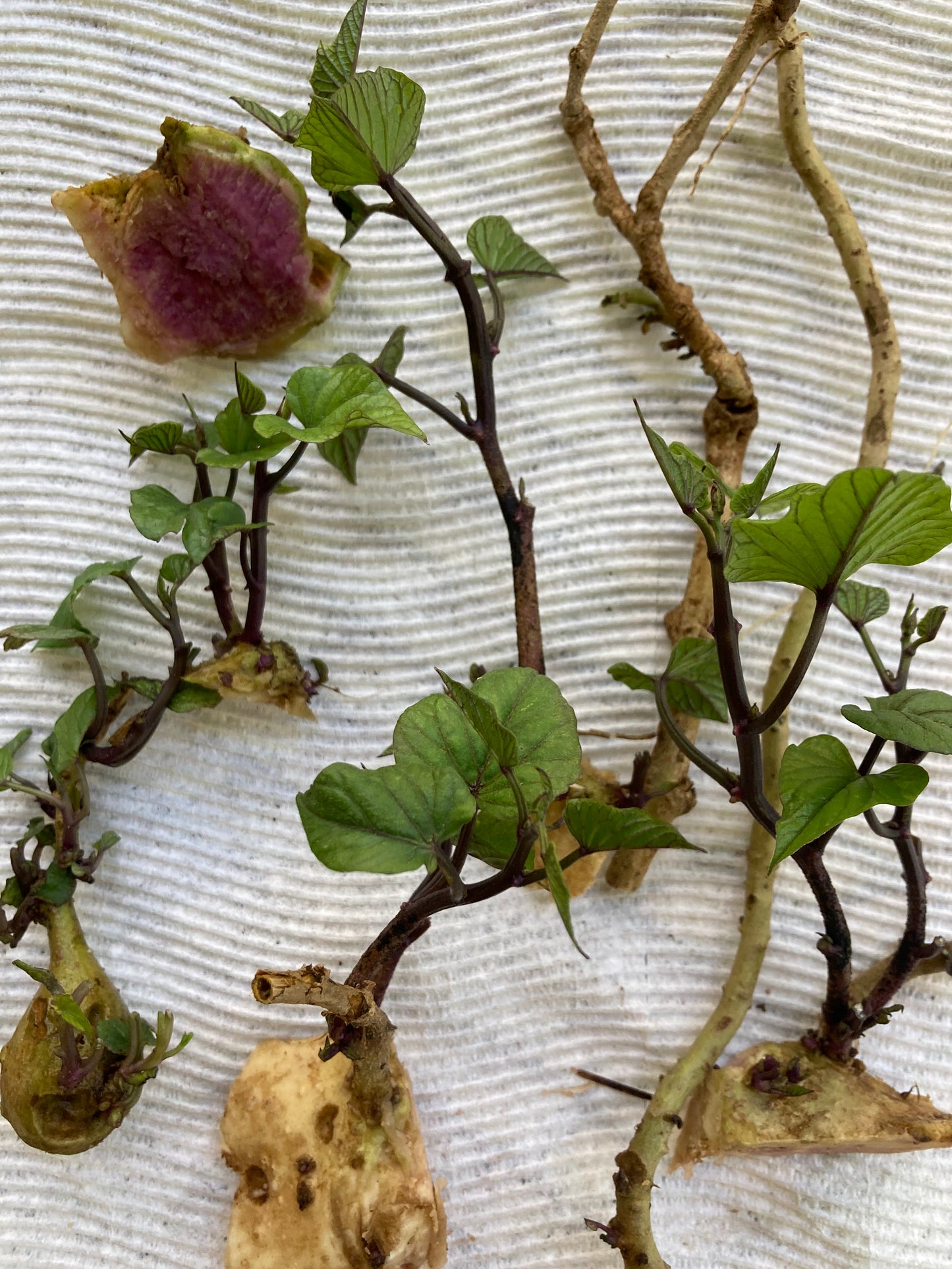 Pre-rooted Okinawan Sweet Potato Slips X10 + tubers