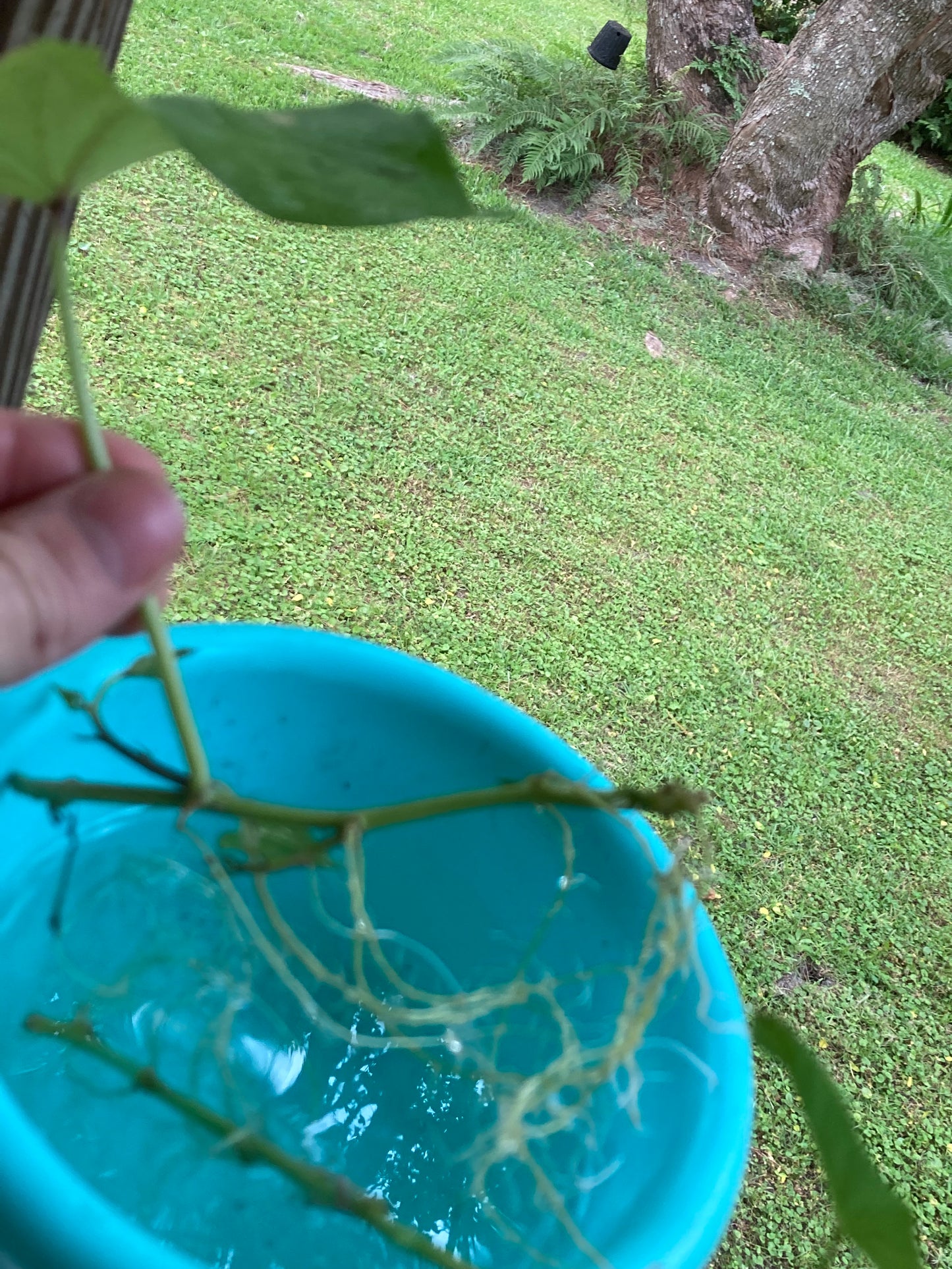 Pre-rooted Okinawan Sweet Potato Slips X10 + tubers
