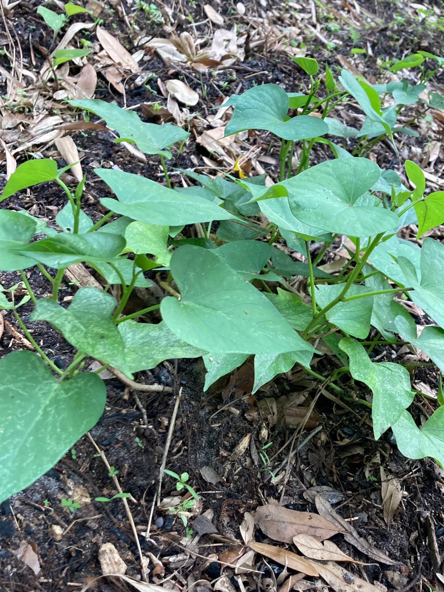 Pre-rooted Okinawan Sweet Potato Slips X10 + tubers