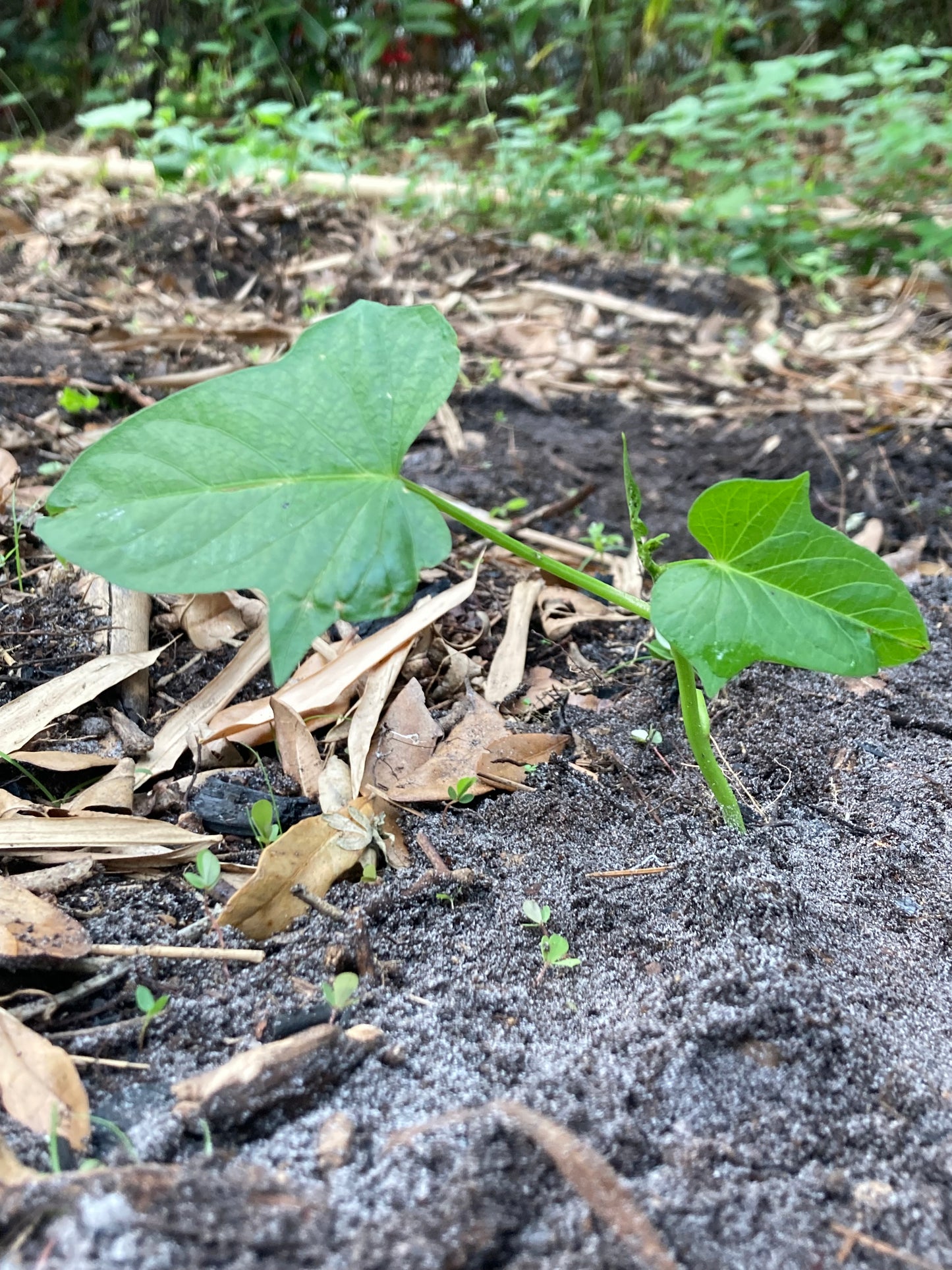 Pre-rooted Okinawan Sweet Potato Slips X10 + tubers