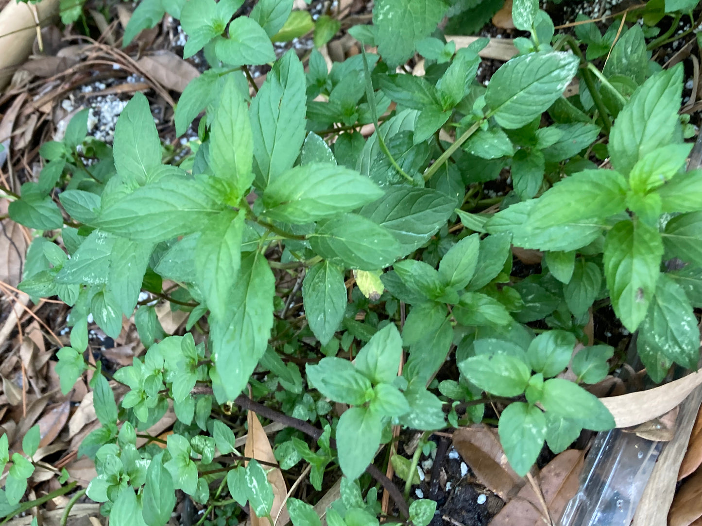 🌿 x6 Peppermint Rooted Slips – BONUS Free Seeds & Extras! – Stomach & gut health