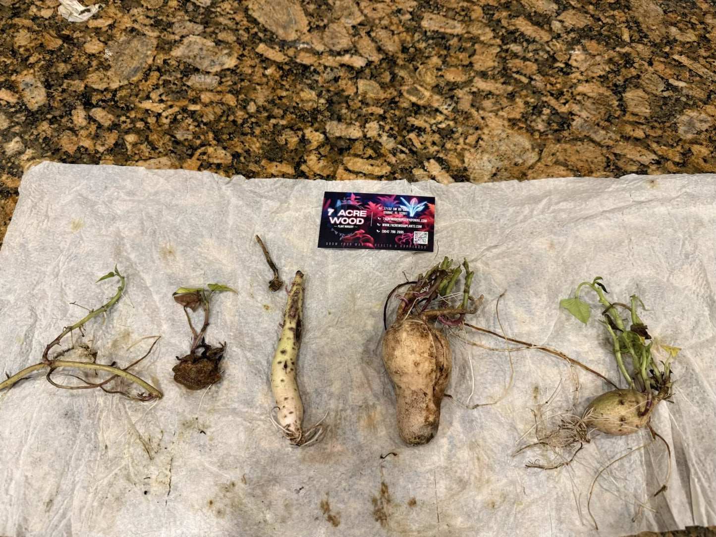 Pre-rooted Okinawan Sweet Potato Slips X10 + tubers