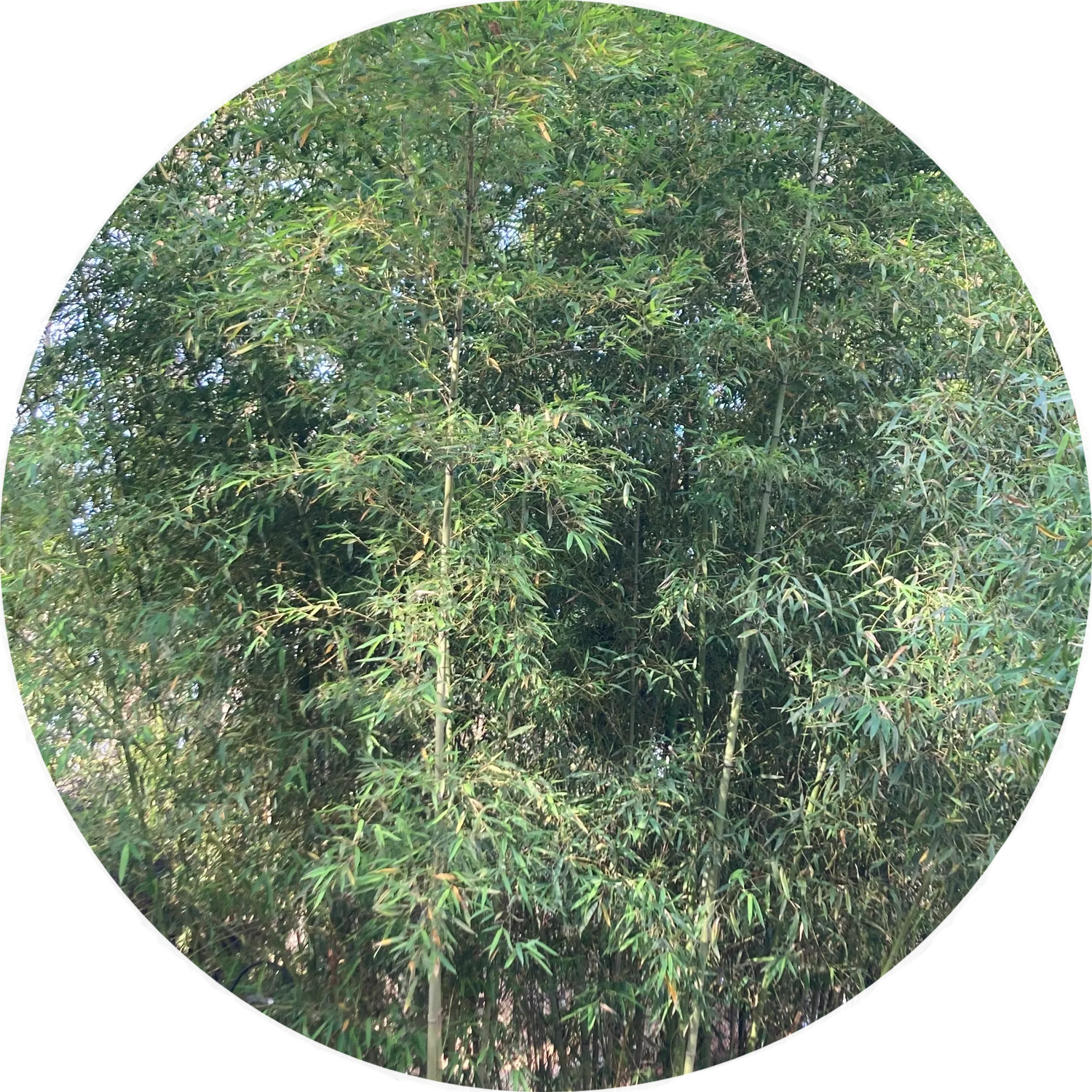 A circular image displaying Phyllostachys Running Bamboo