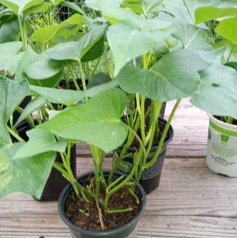 Pre-rooted Okinawan Sweet Potato Slips X10 + tubers