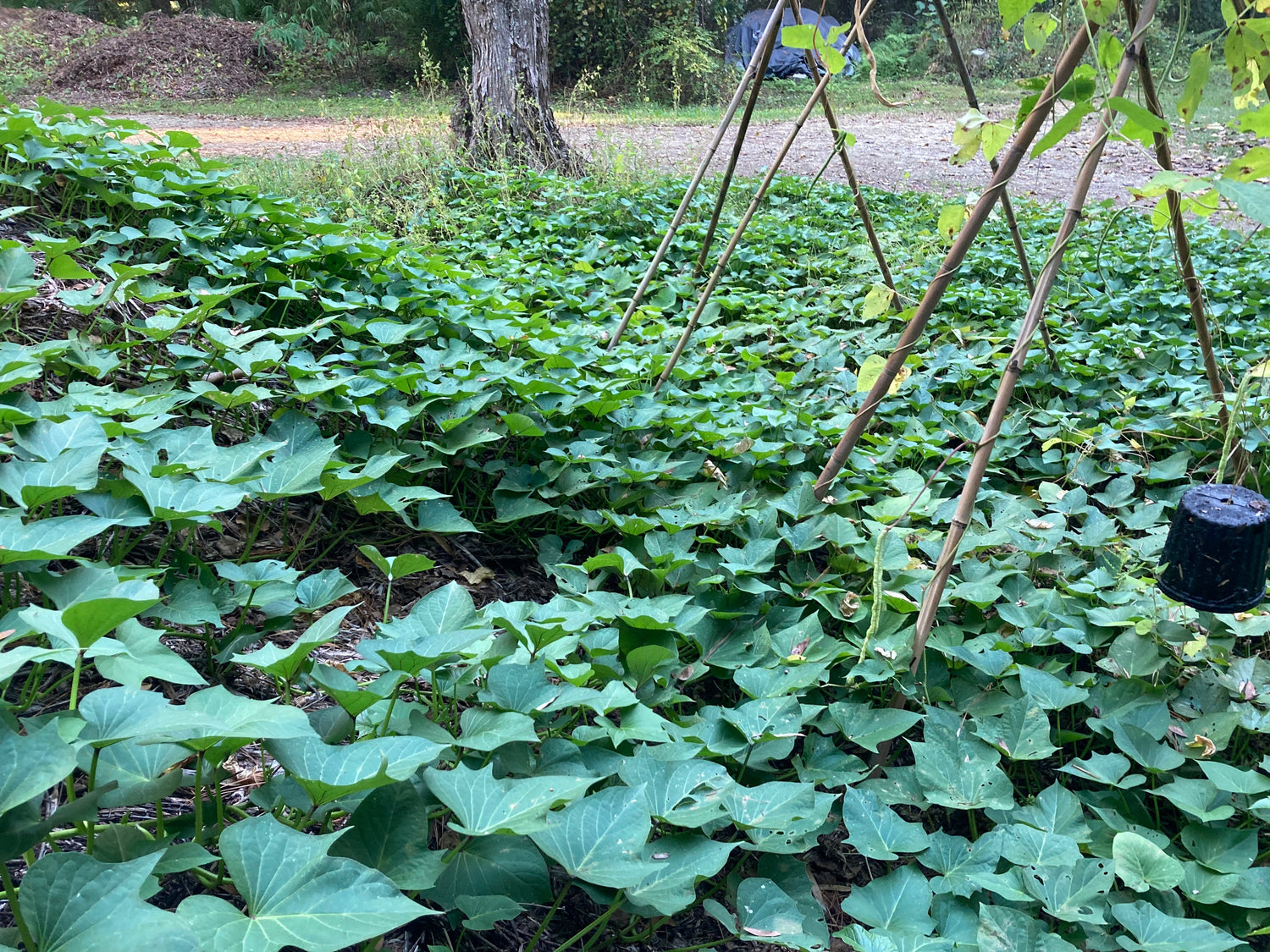 Easily propagated specialty crops