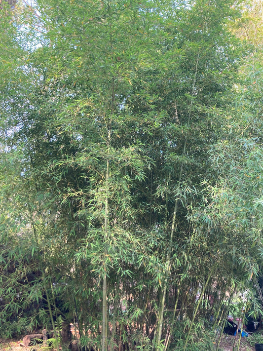 LIVE Phyllostachys vivax rhizomes x15 (Chinese timber) FREE SEEDS!