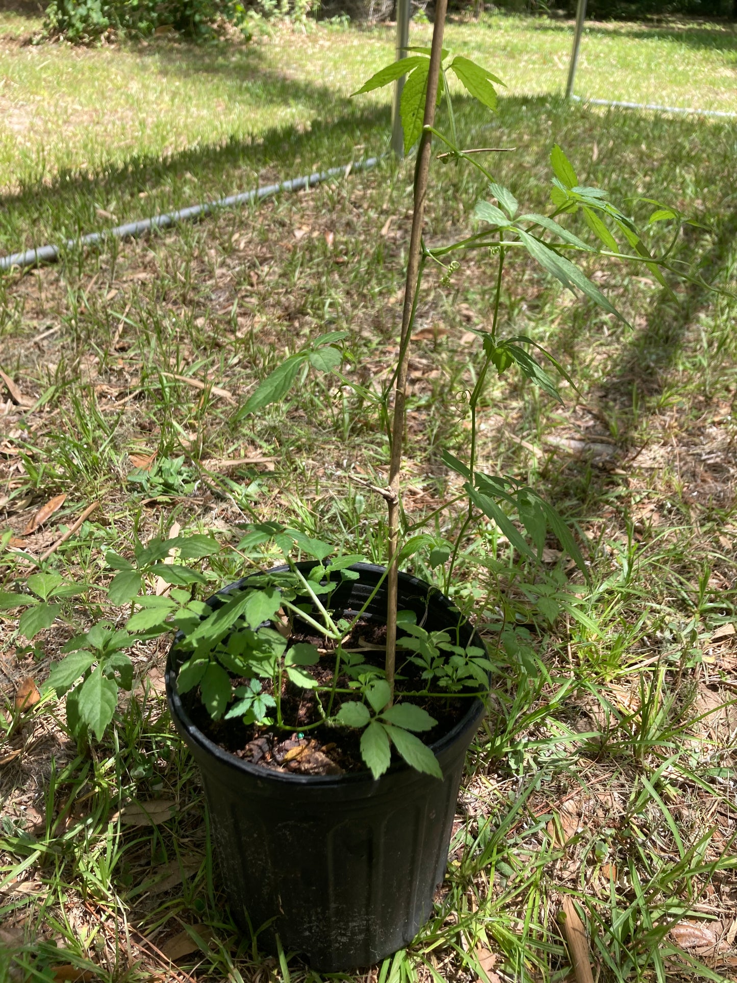 Jiaogulan x5 “vine of immortality” rooted slips (Adaptogen)