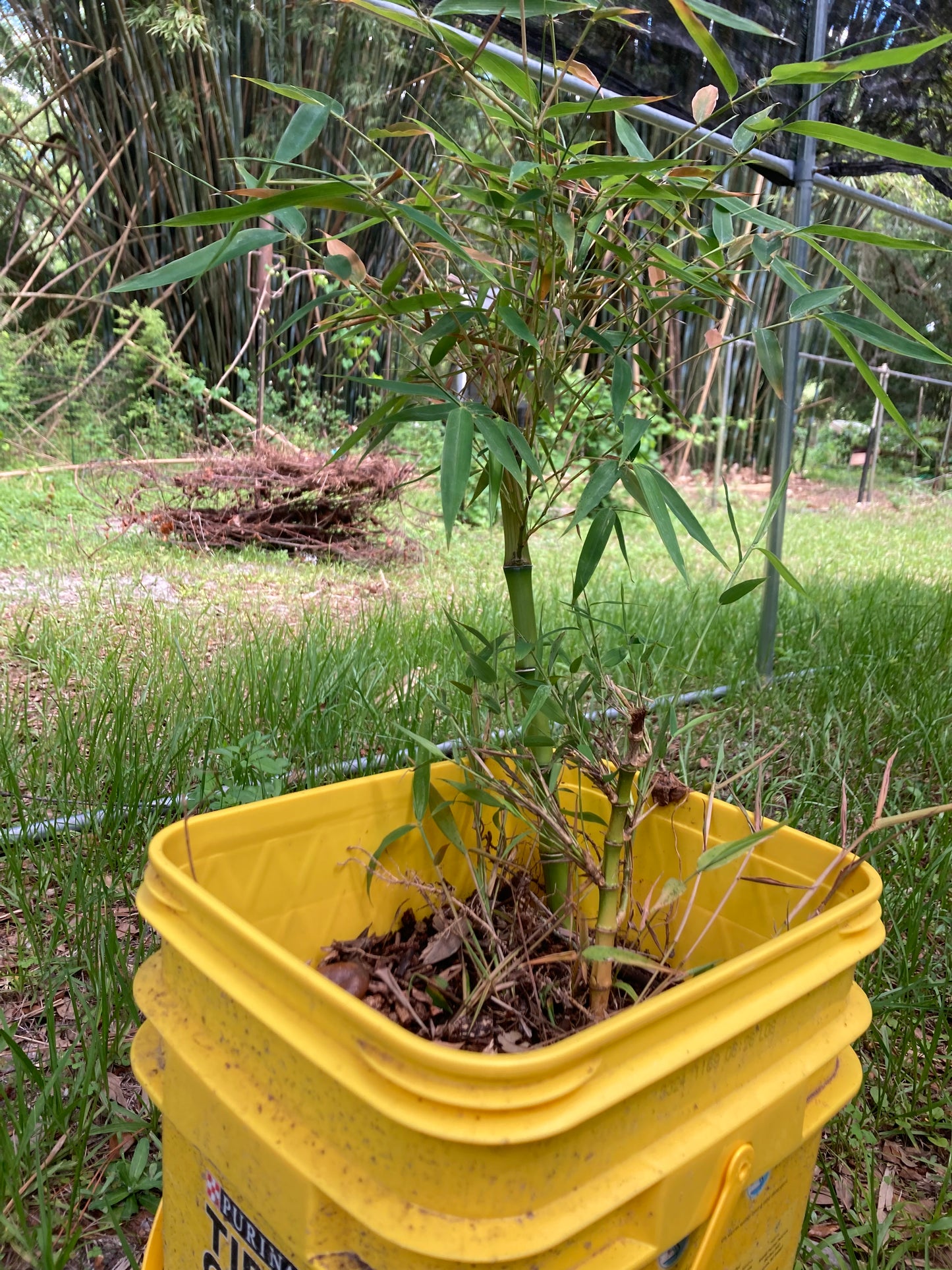Live Phyllostachys vivax rhizomes x6 FREE SHIPPING (Chinese timber bamboo)