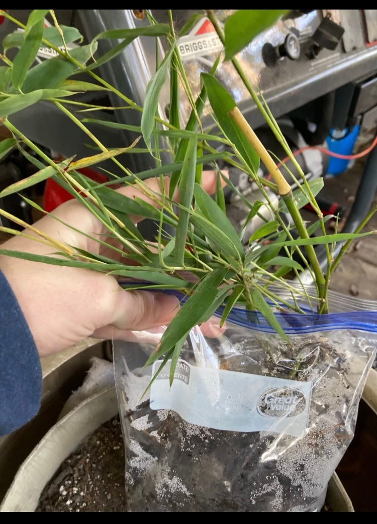 Live Phyllostachys vivax rhizomes x6 FREE SHIPPING (Chinese timber bamboo)