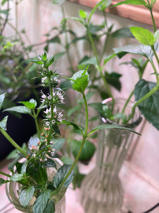 🌿 x6 Peppermint Rooted Slips – BONUS Free Seeds & Extras! – Stomach & gut health
