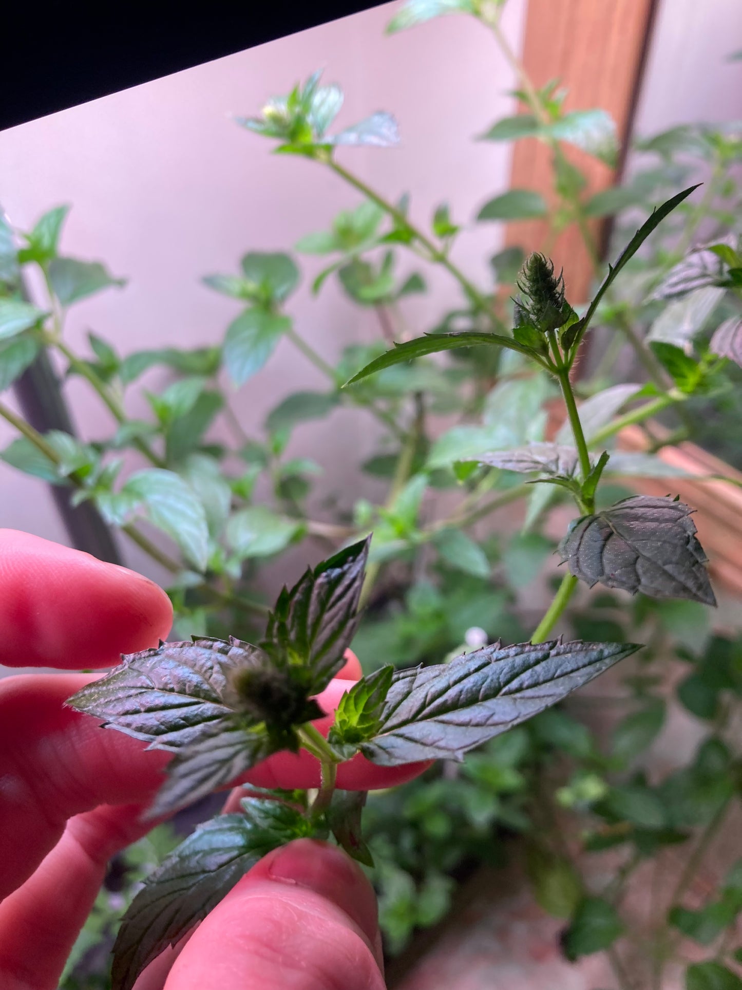 🌿 x6 Peppermint Rooted Slips – BONUS Free Seeds & Extras! – Stomach & gut health