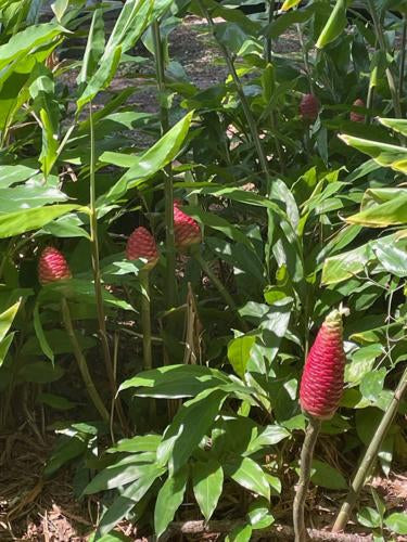 Shampoo Ginger Starter Kit for MASS Propagation! X25 with Instructions & Noots